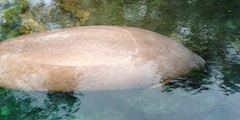 Manatee